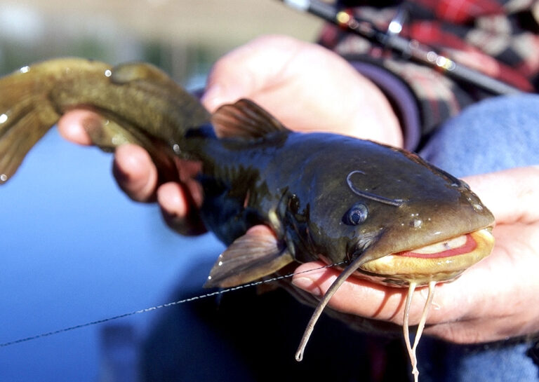 How To Catch Catfish 2024 - Different Species, Tactics, Rigs