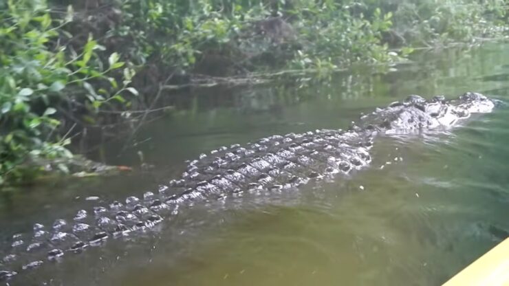 Kayaking With Alligators in Florida - Fun, Dangerous, and Necessary ...